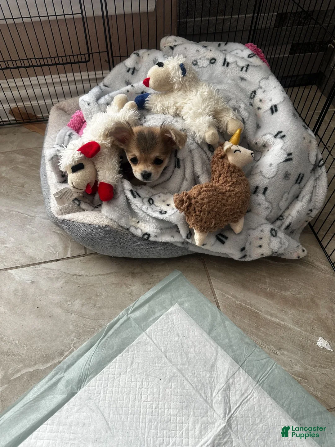 Chihuahua dogs for sale: Chihuahua 1 - Ad 1