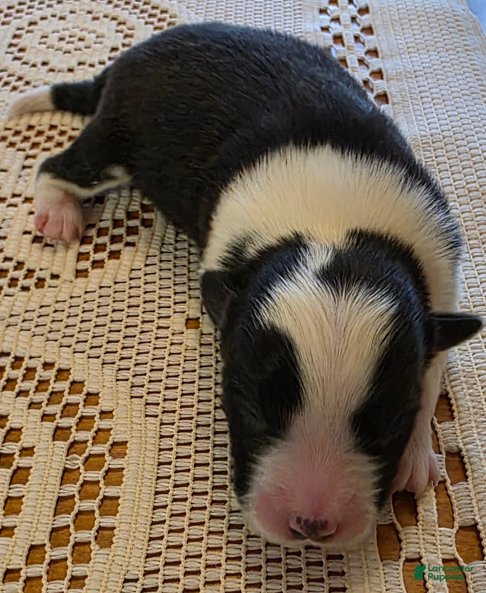 Border Collie dogs Border Collie Puppy 4 - Ad 3