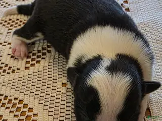 Border Collie dogs Border Collie Puppy 4 - Ad 3