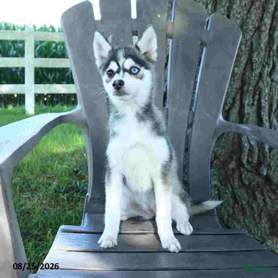 Pomsky dogs April - Ad 2