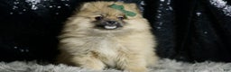 Pomeranian dogs for sale: Peanut - Ad 3