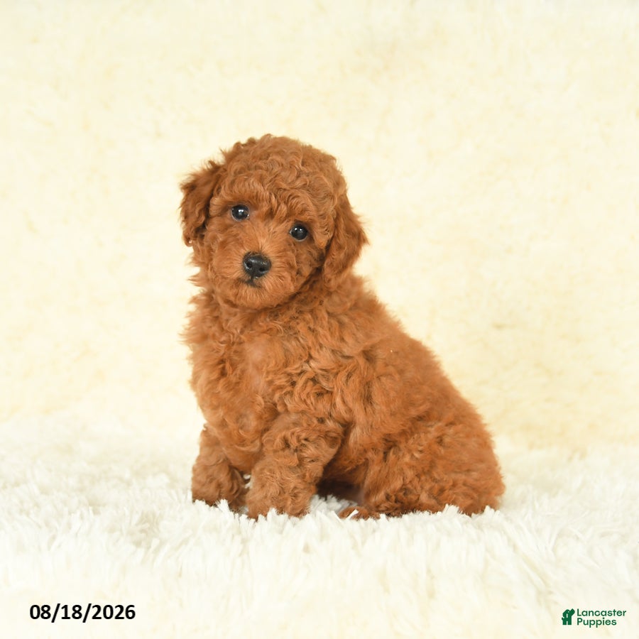 Toy Poodle dogs Scarlet - Ad 1
