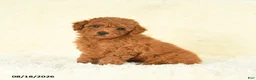Toy Poodle dogs for sale: Scarlet - Ad 1