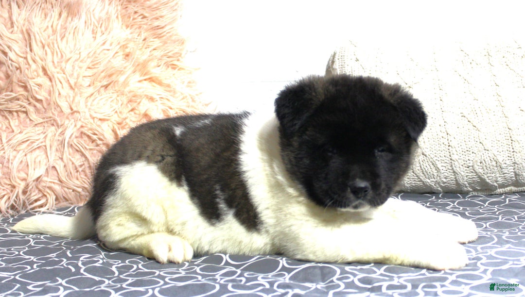 Akita dogs for sale: Dolley - Ad 16