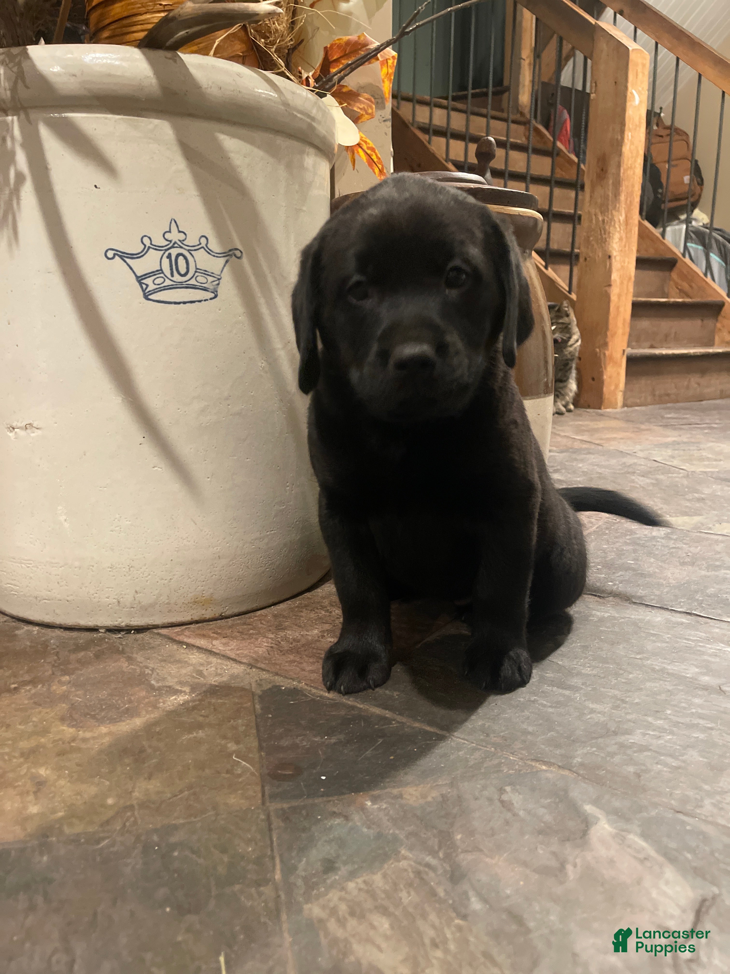 Labrador Retriever dogs Labrador Retriever Puppy 3 - Ad 25