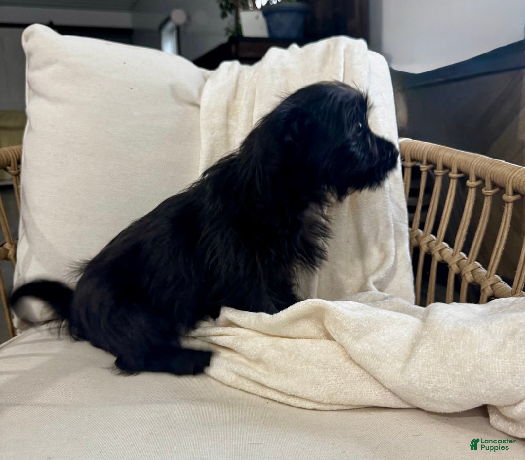 Yorkiepoo dogs for sale: Dakota - Ad 11