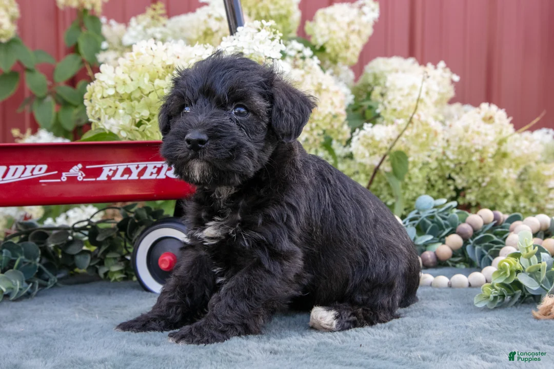 Schnoodle dogs for sale: Hayden - Ad 3