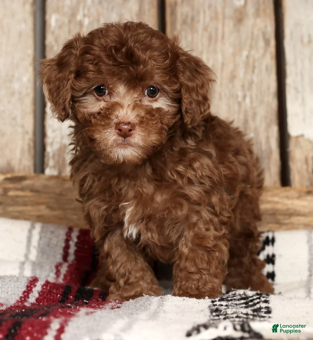 Havapoo dogs for sale: Stella - Ad 3