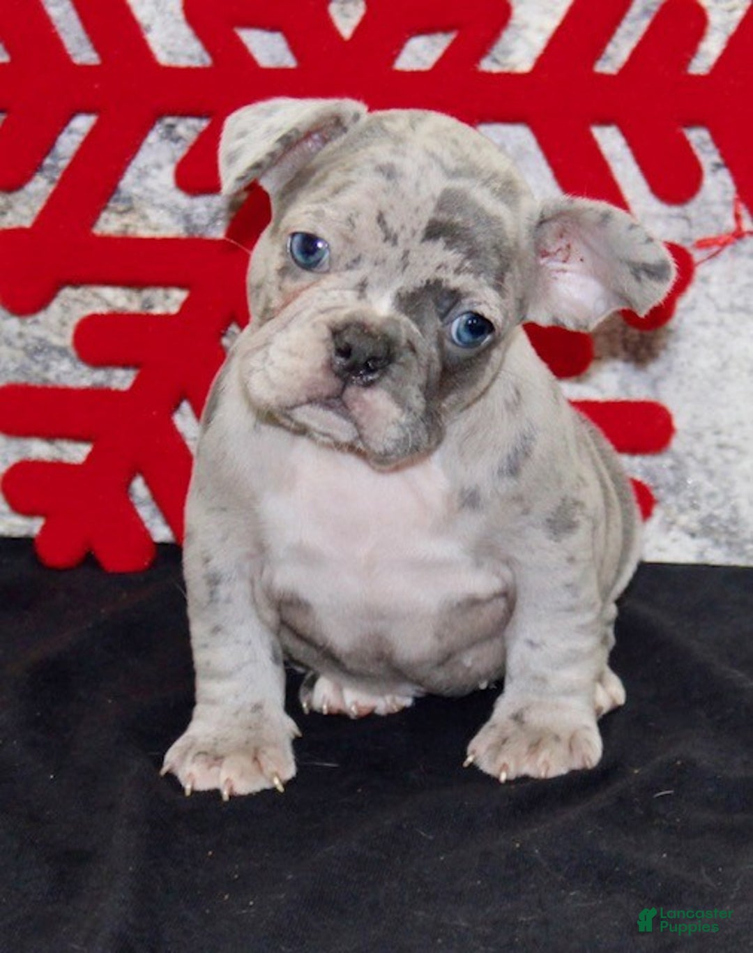 French Bulldog dogs for sale: Roger - Ad 2