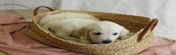 Golden Retriever dogs for sale: Chicory - Ad 30
