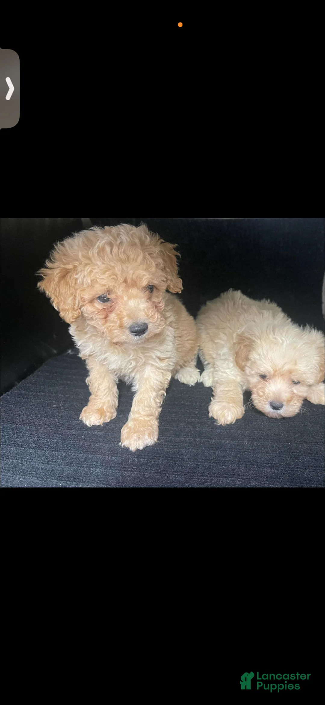 Toy Poodle dogs for sale: Toy Poodle Puppy 1 - Ad 5