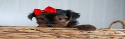 Yorkshire Terrier dogs for sale: CODY - Ad 17