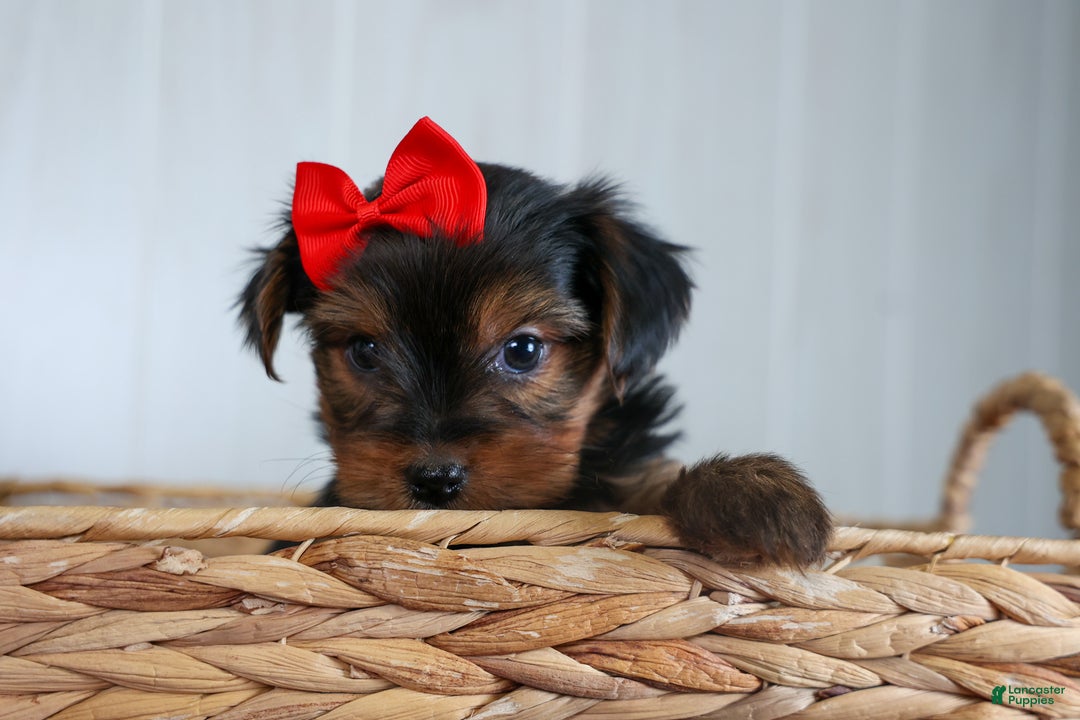 Yorkshire Terrier dogs for sale: CODY - Ad 17
