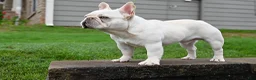 French Bulldog dogs for stud: Casper  - Ad 4