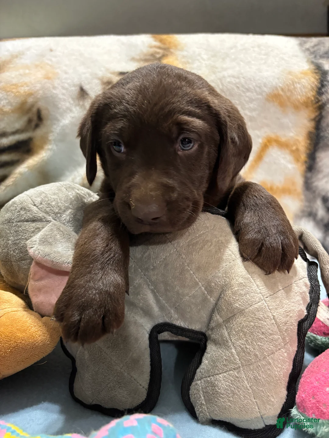 Labrador Retriever dogs for sale: Duke - Ad 2