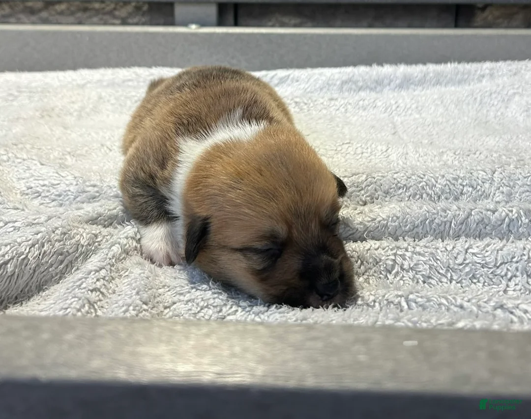 Welsh Corgi Pembroke dogs for sale: Mowgli Welsh Corgi Pembroke  - Ad 2