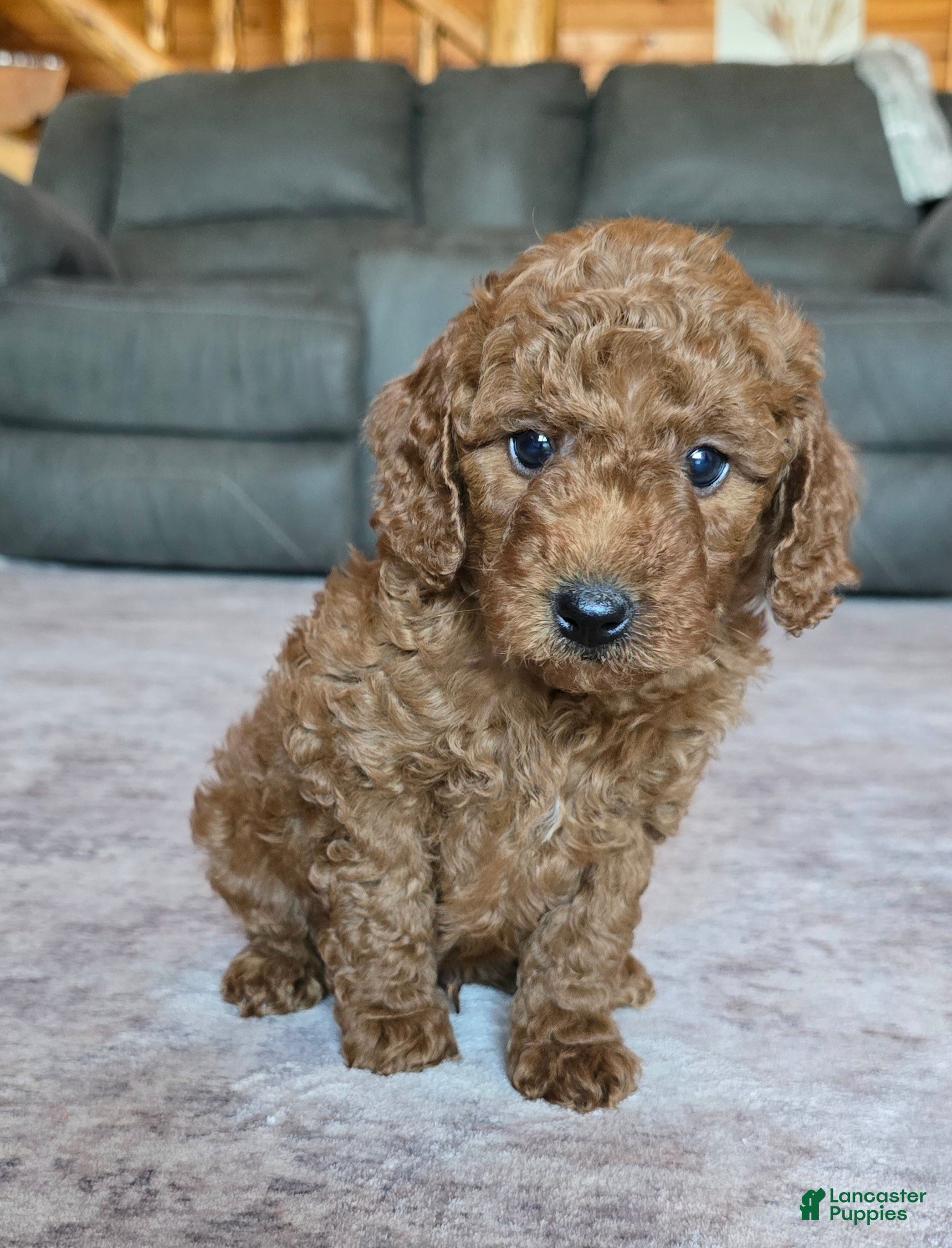 Miniature Poodle dogs for sale: Mini Lincoln - Ad 2
