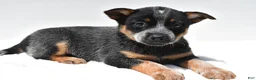 Australian Cattle Dog dogs for sale: Sky - Ad 7