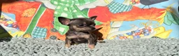 Chihuahua dogs for sale: Tiny Anna  - Ad 3