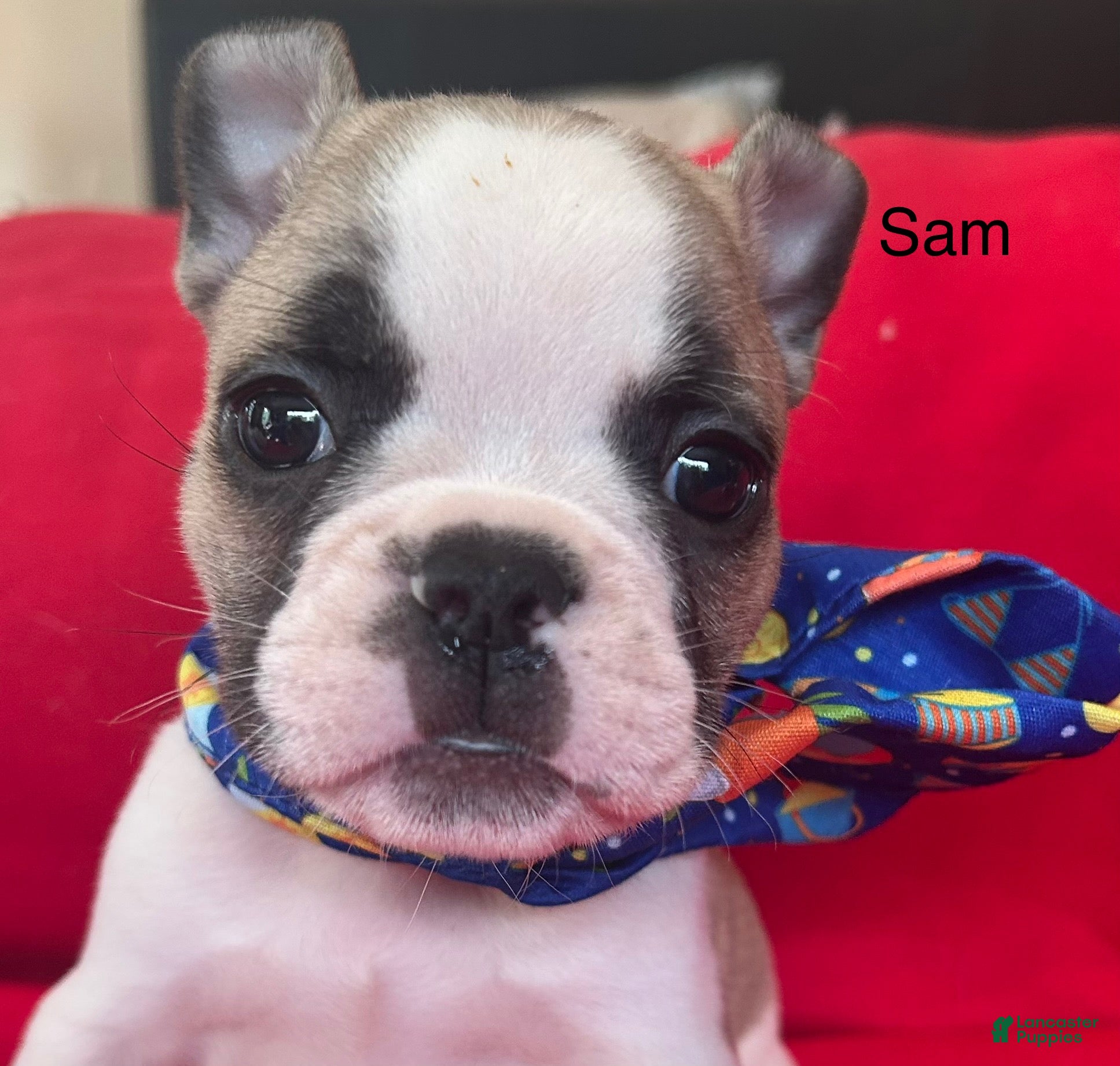 French Bulldog dogs Sam - Ad 11