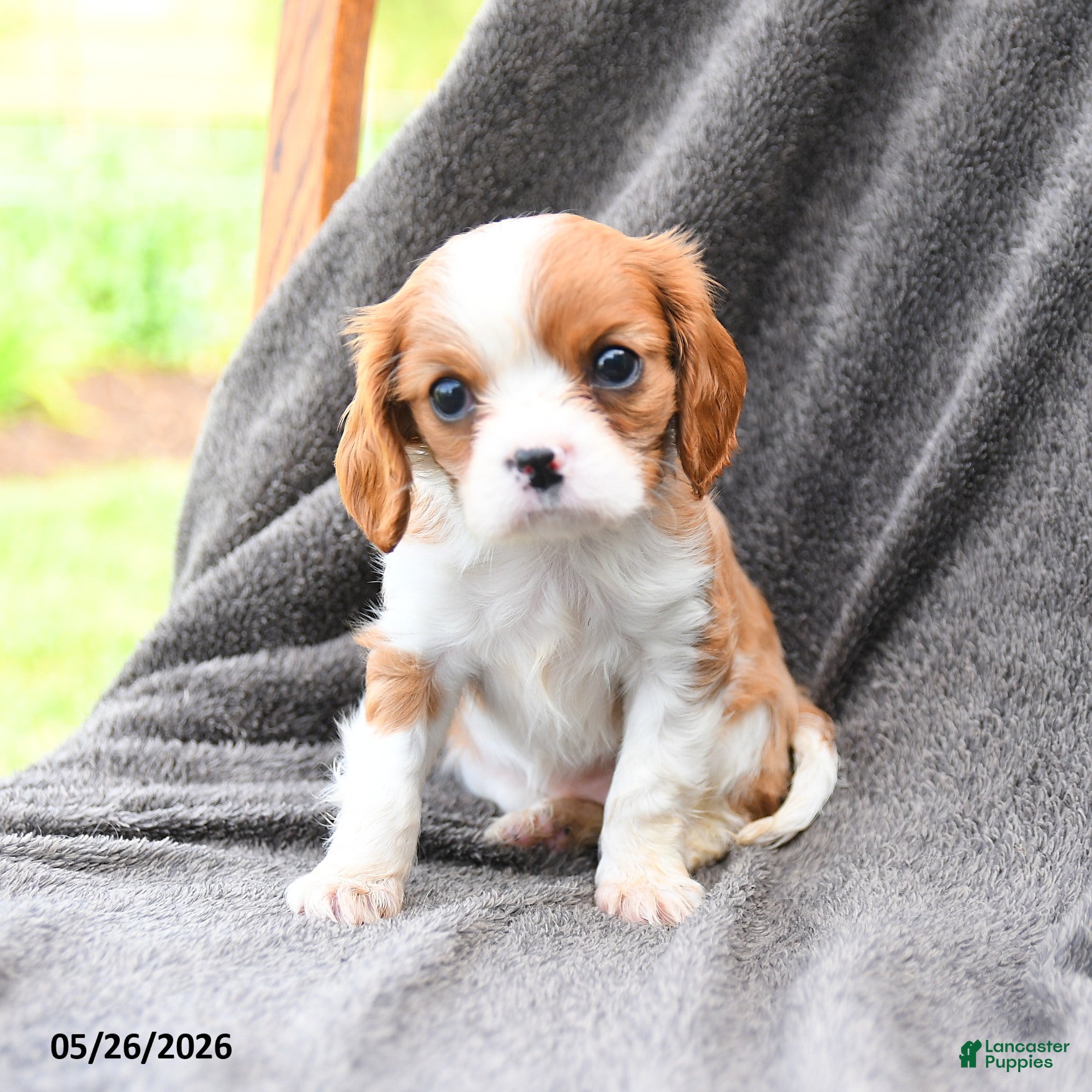 Cavalier King Charles Spaniel dogs Dewey - Ad 1