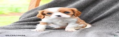 Dewey
