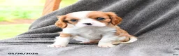 Cavalier King Charles Spaniel dogs for sale: Dewey - Ad 1