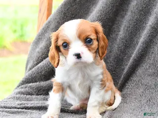 Cavalier King Charles Spaniel dogs for sale: Dewey - Ad 4