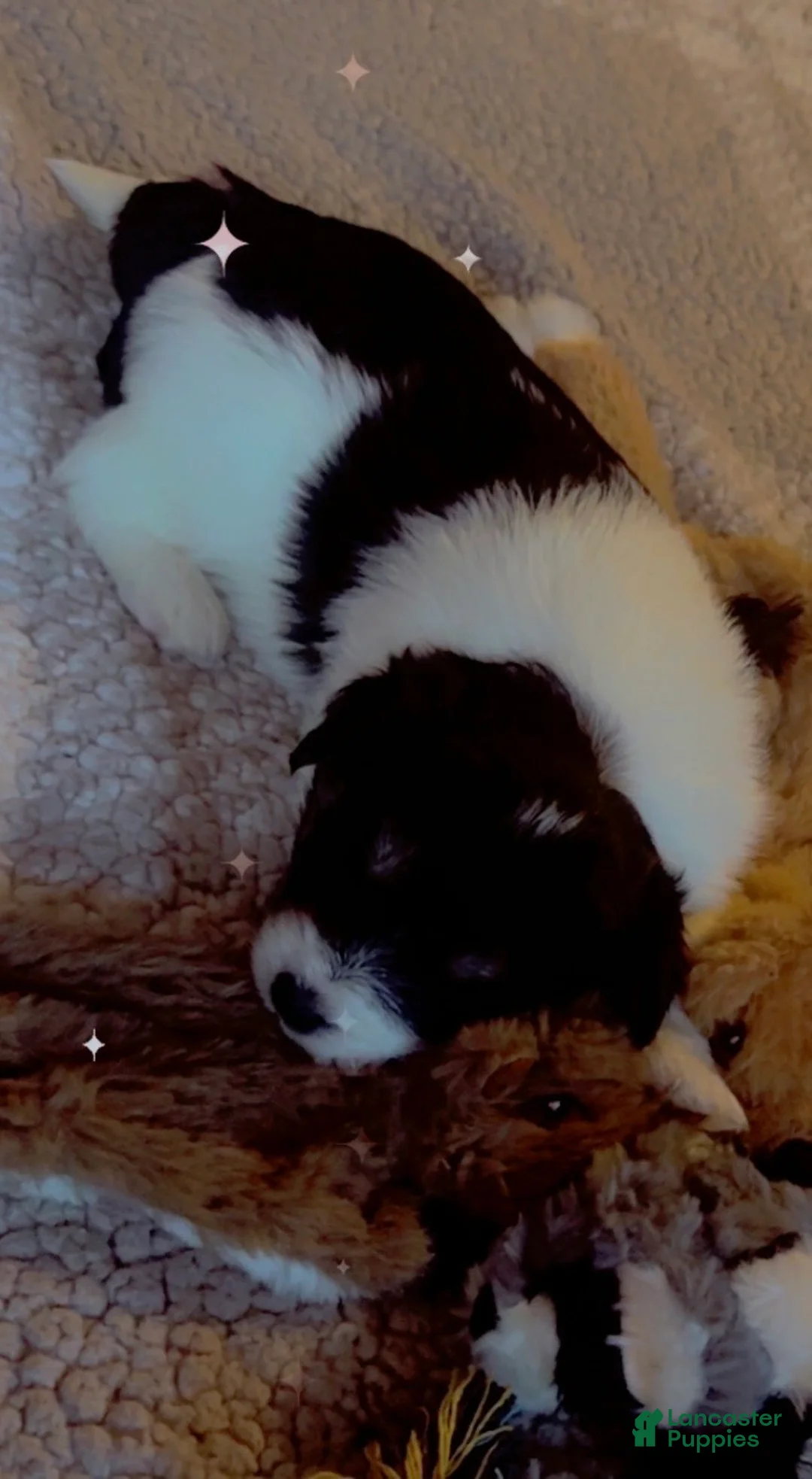 Mixed Breed dogs for sale: Oreo - Ad 8
