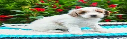 Mini Goldendoodle dogs for sale: Champ  - Ad 6
