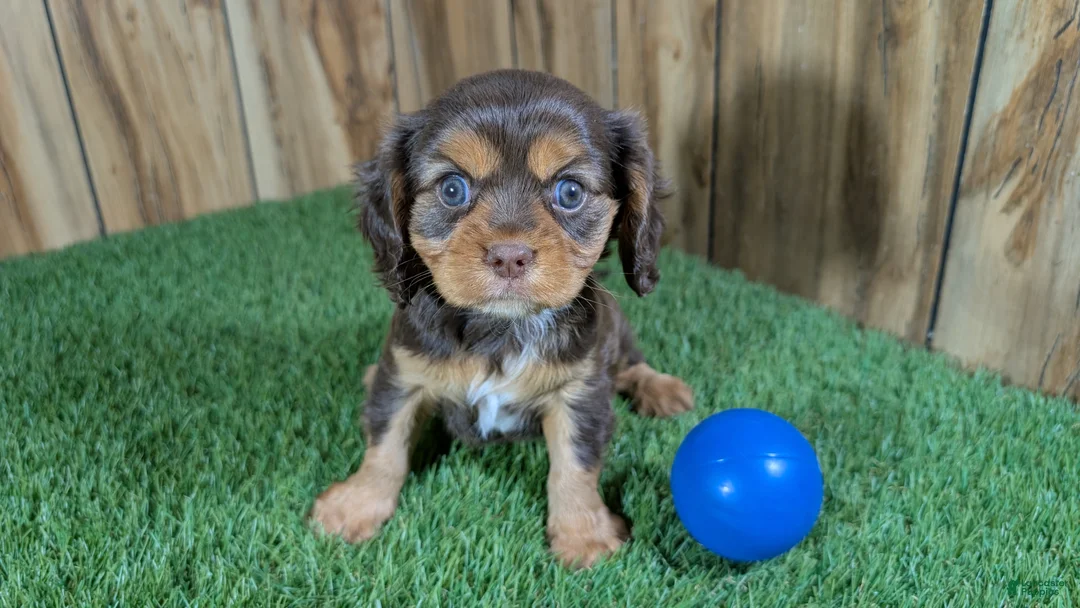 Cavalier King Charles Spaniel dogs for sale: Donuts Boy 2 - Ad 2