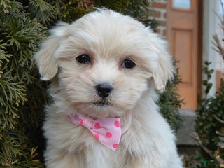 Maltipoo dogs Marley - Ad 38