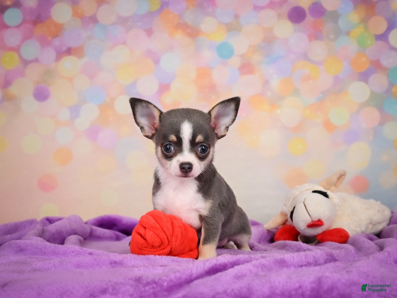 Chihuahua dogs for sale: Gina - Ad 2