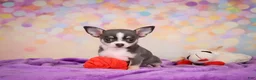 Chihuahua dogs for sale: Gina - Ad 2
