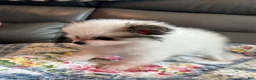 Pomeranian dogs for sale: Jasmine - Ad 11