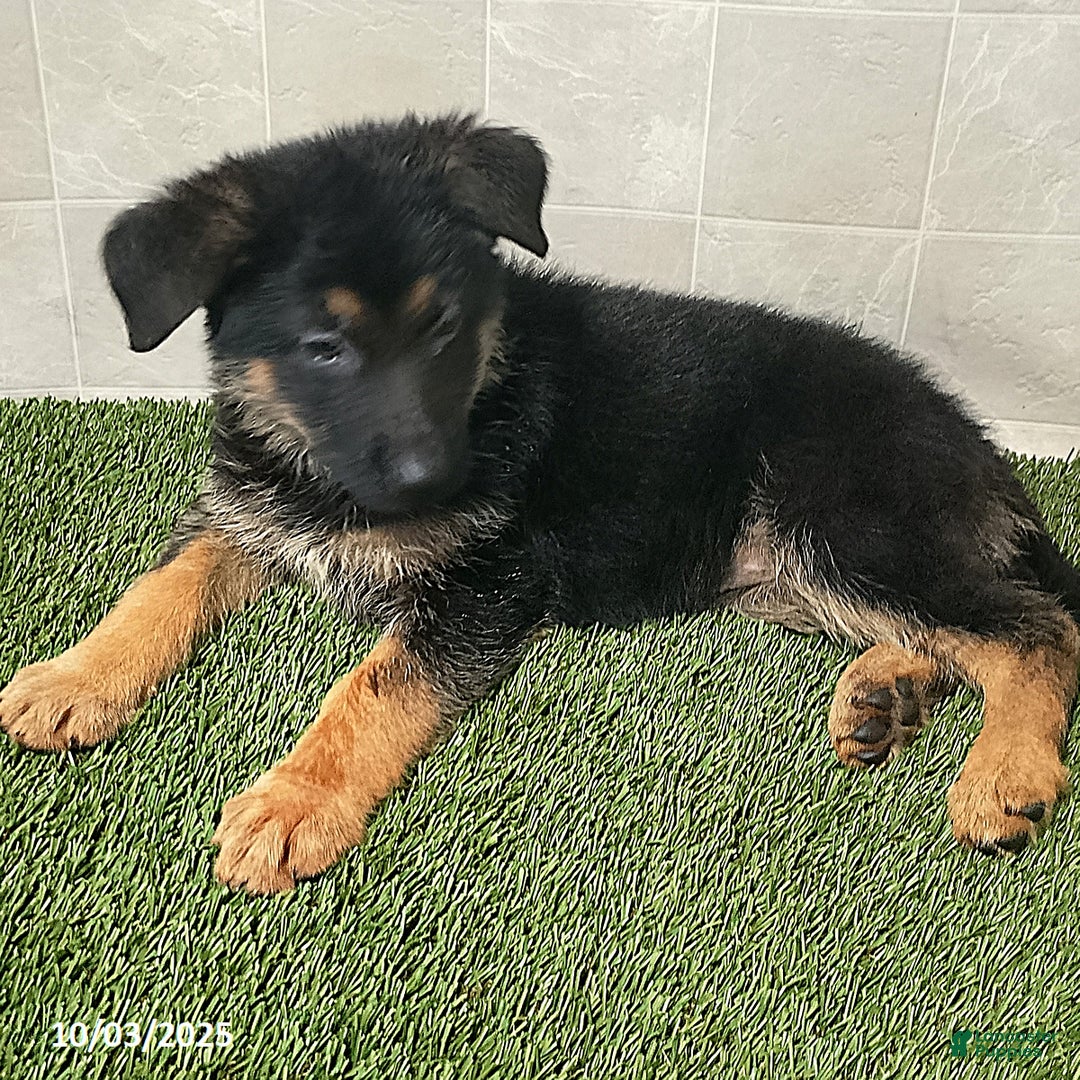 German Shepherd dogs for sale: Sugar - Ad 2