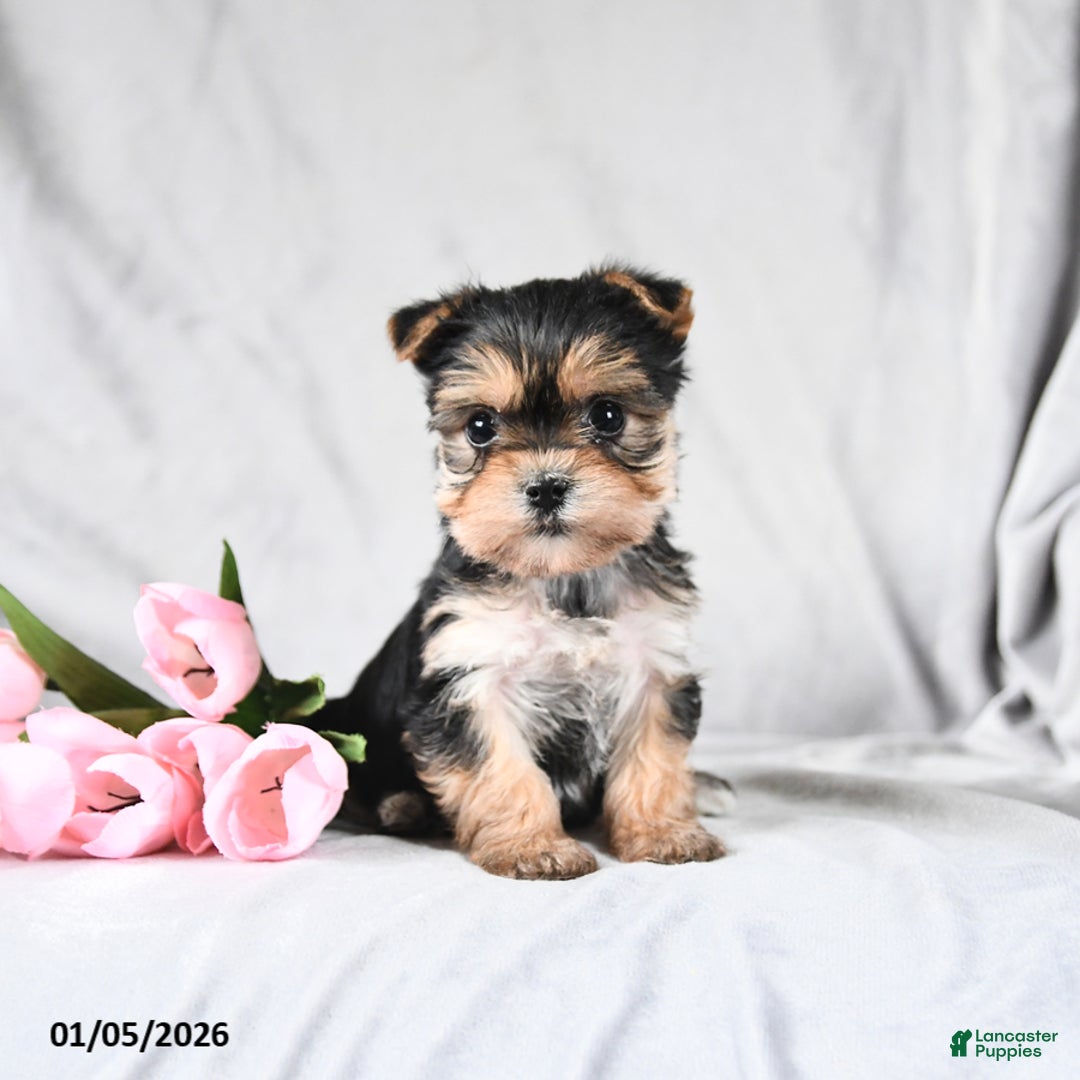 Morkie dogs for sale: Clover - Ad 3
