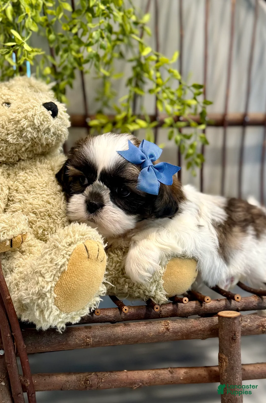 Shih Tzu dogs for sale: AKC SAWYER - Ad 2