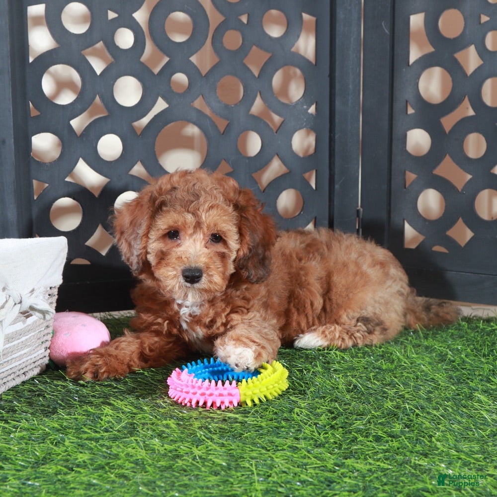 Miniature Poodle dogs Tootsie Stunning Chocolate Female - Ad 2