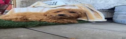 Mixed Breed dogs for sale: Jewels - Ad 2