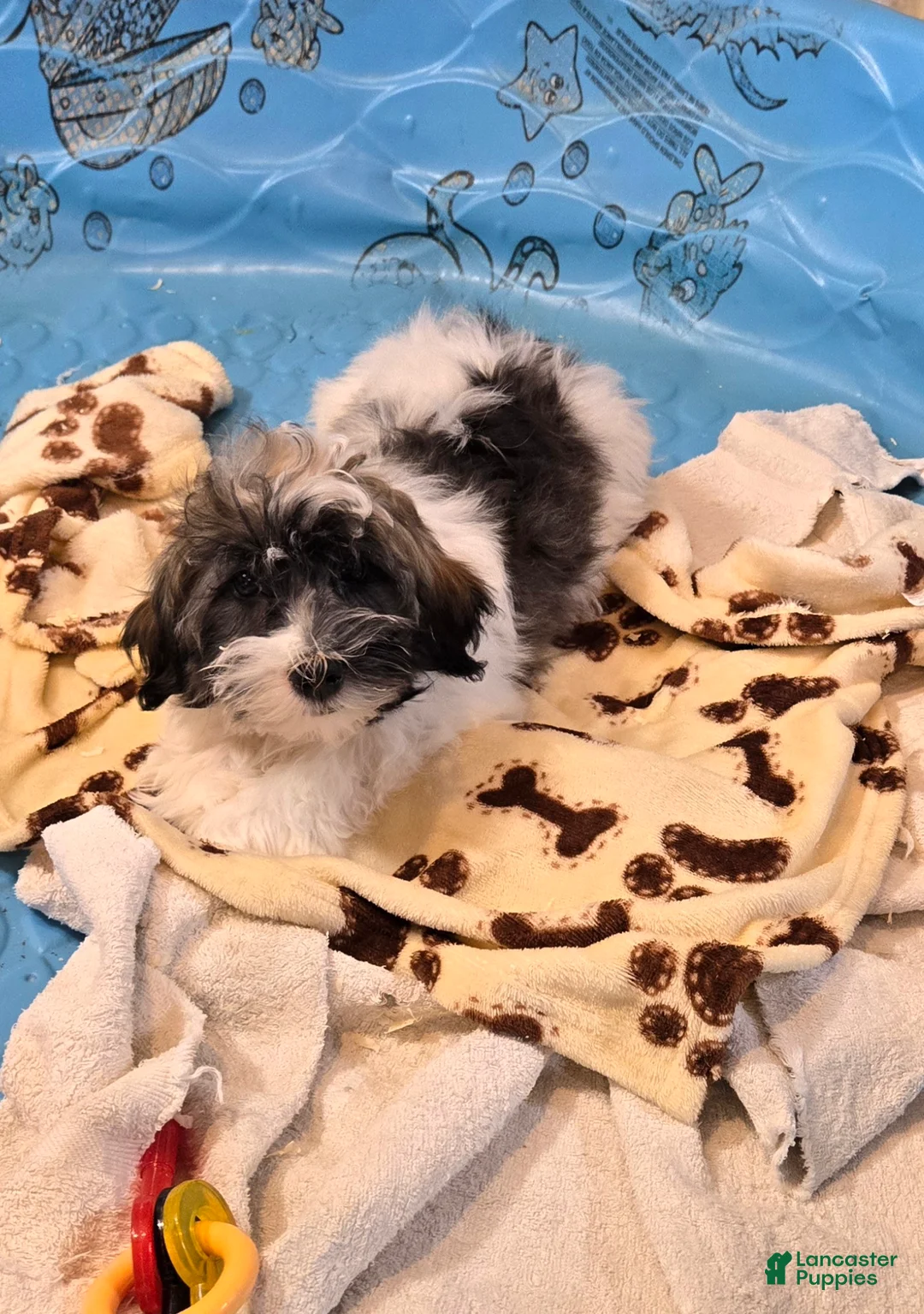 Havanese dogs for sale: Javon - Ad 2