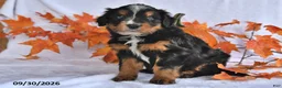Mixed Breed dogs for sale: Brady - Ad 5