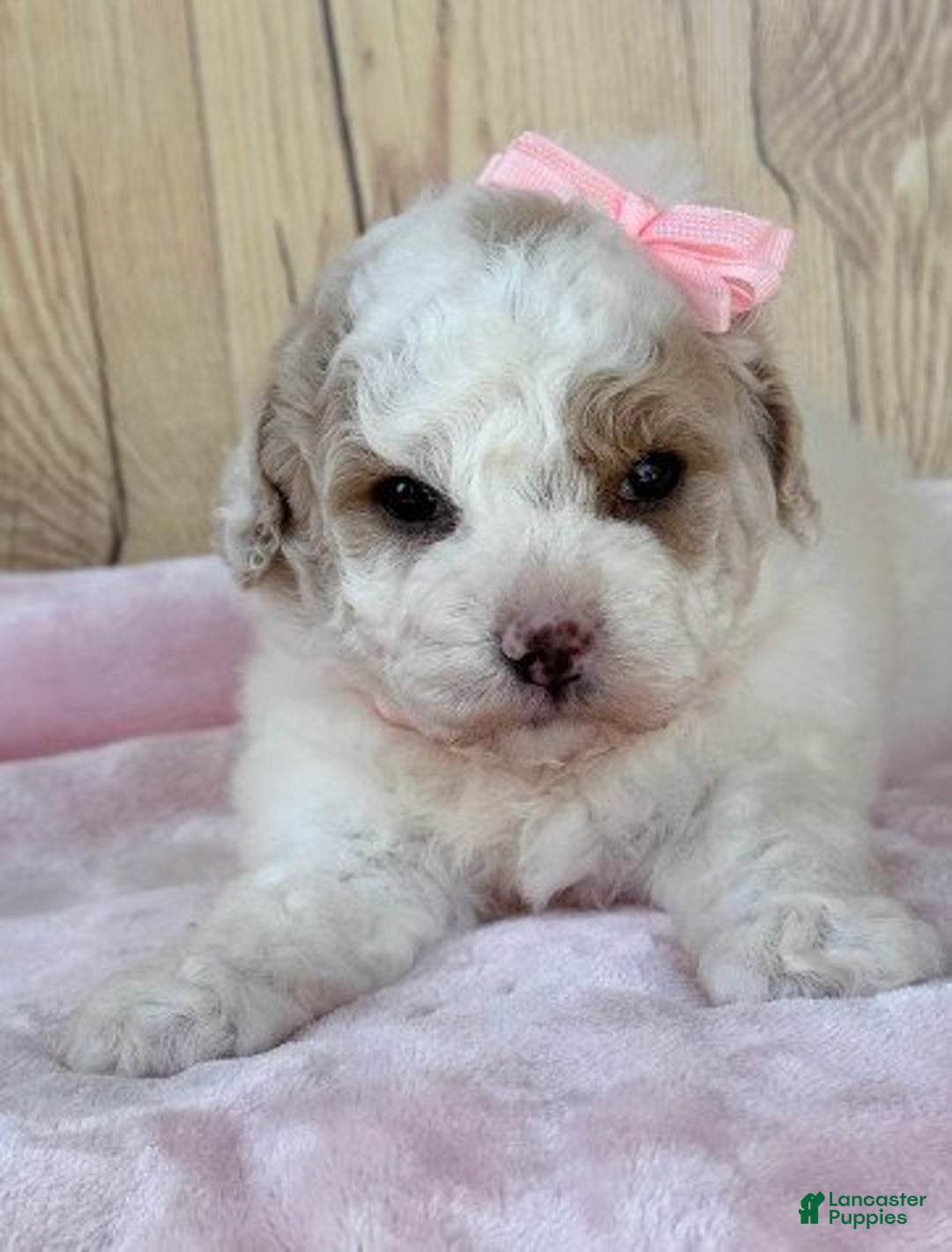 Cavapoo dogs for sale: Meet Sisi! Cavapoo Puppy  - Ad 1