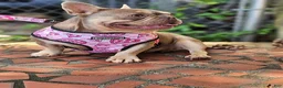 French Bulldog dogs for sale: Sparky Merle Fluffy Frenchie Pup  - Ad 5