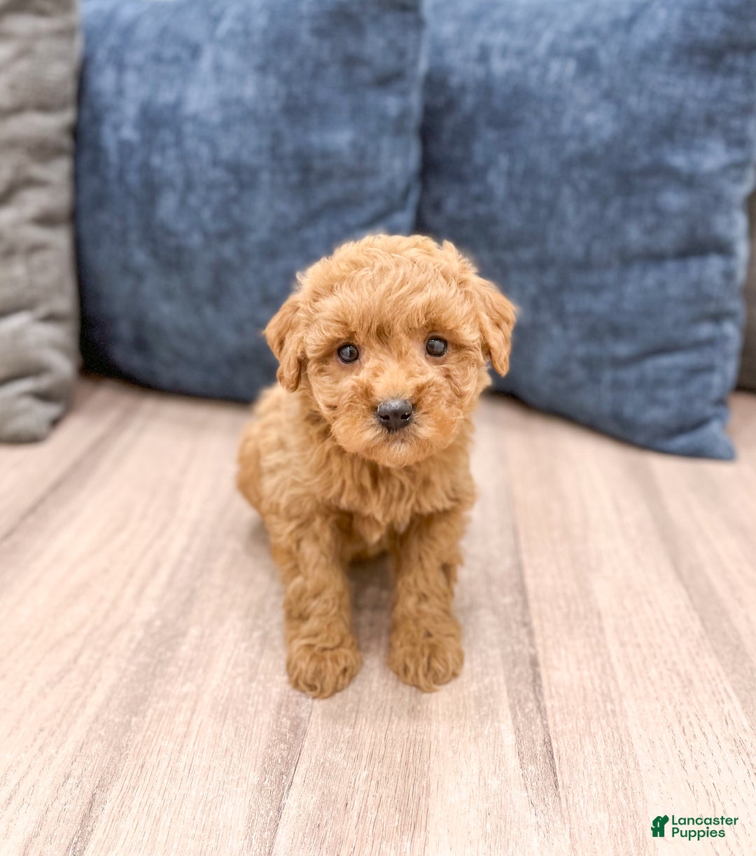 Mini Goldendoodle dogs for sale: Sasha - Ad 1