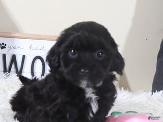 Shihpoo dogs Shihpoo Puppy Black Beauty - Ad 22
