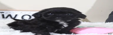 Shihpoo Puppy Black Beauty