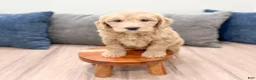 Mini Goldendoodle dogs for sale: Jenna - Ad 5