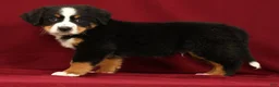 Bernese Mountain Dog dogs for sale: Zack - Ad 1