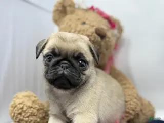 Pug dogs for sale: Skye - Ad 2